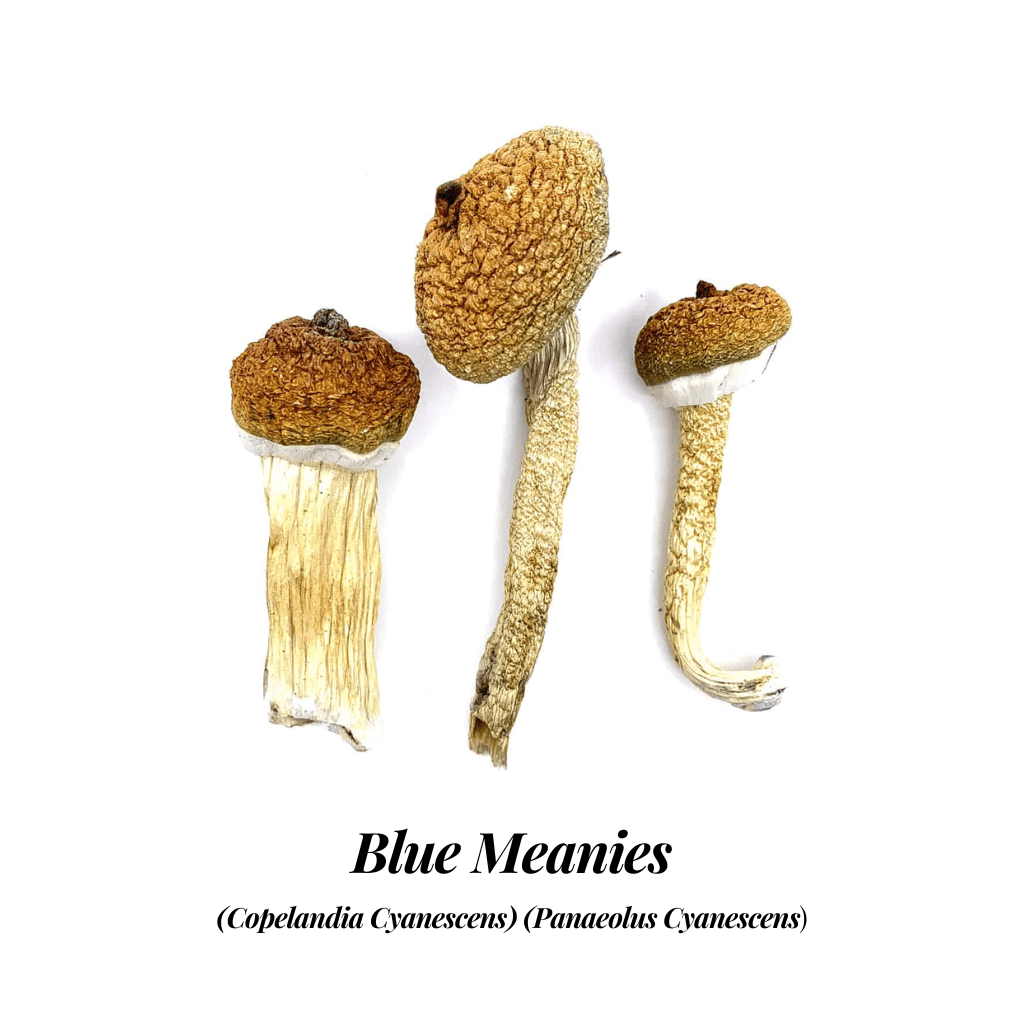 Blue Meanie Magic Mushrooms - Image 4
