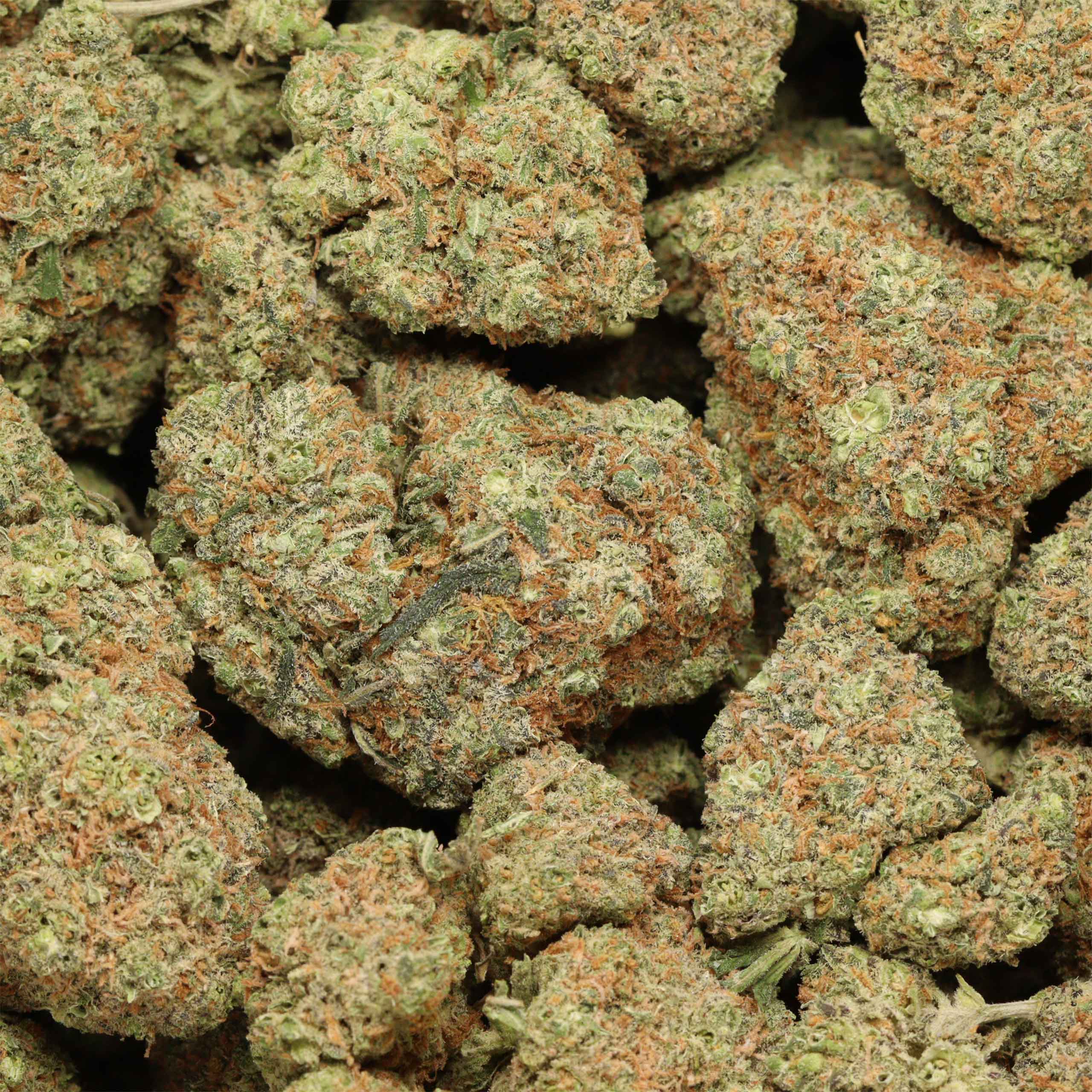 Animal Cookies - Image 2