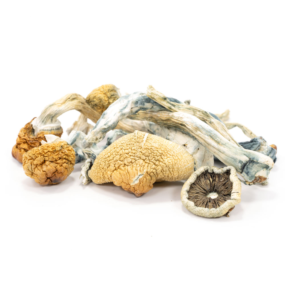 Blue Meanie Magic Mushrooms - Image 3