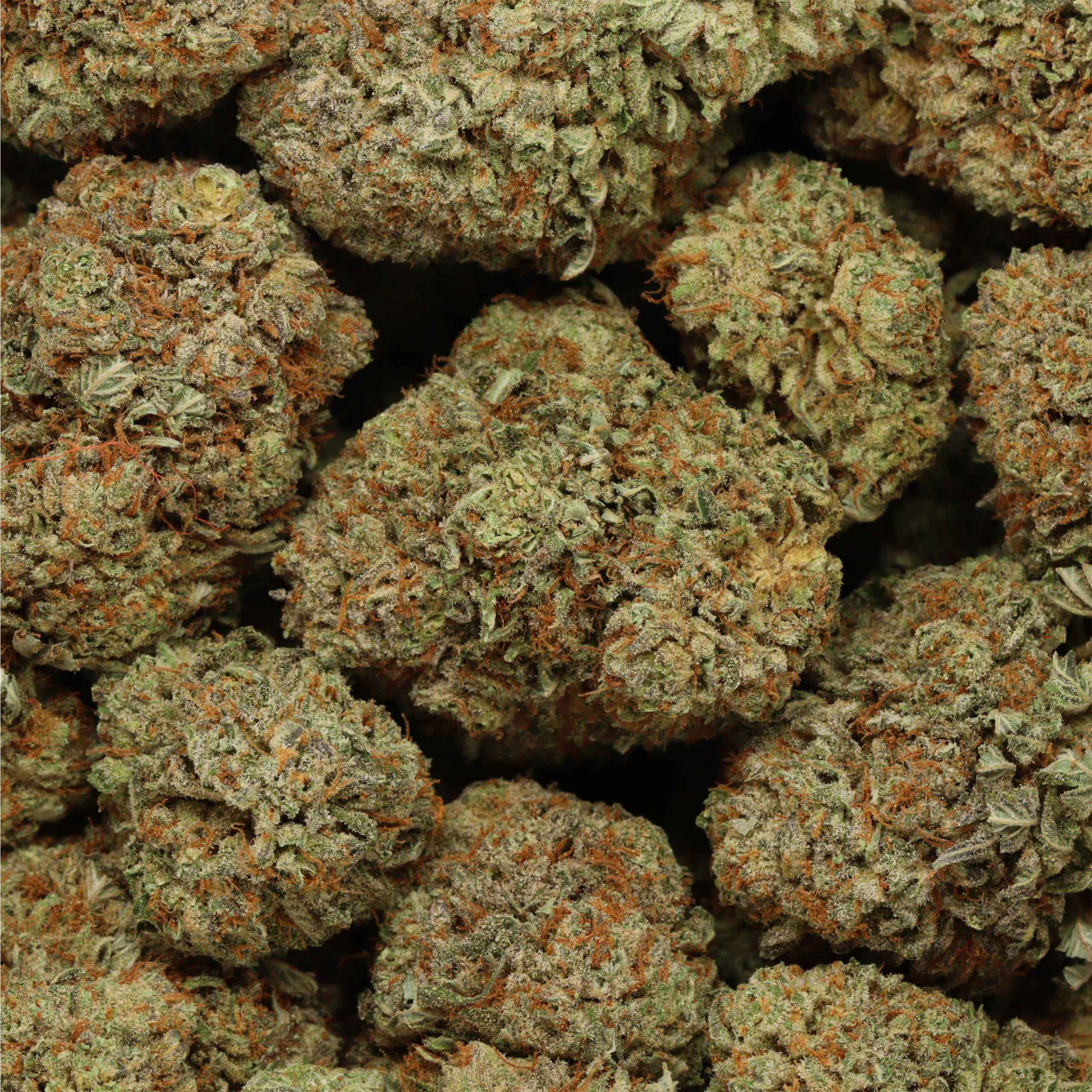 Dos Diablo - Image 3