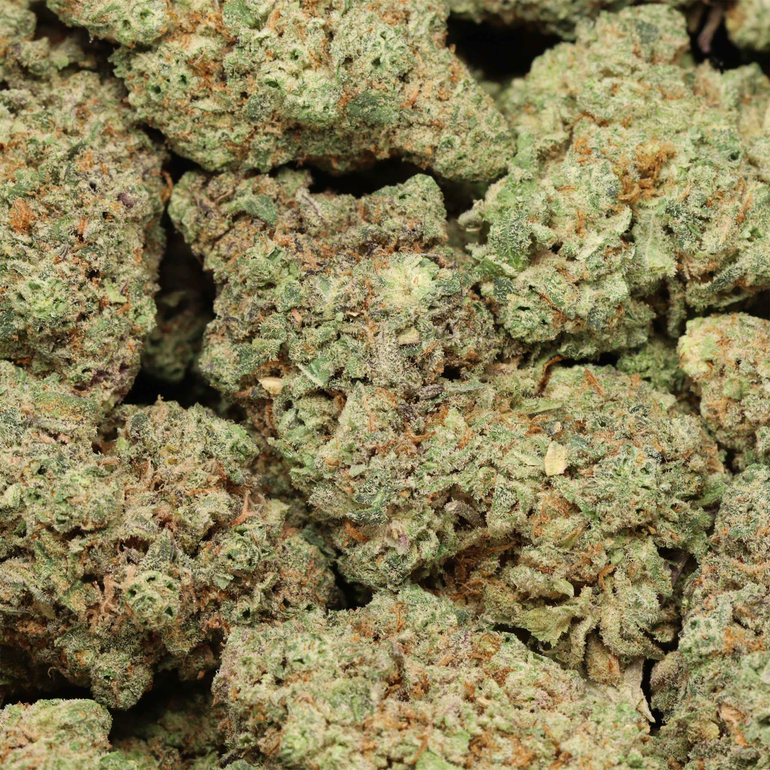 Leanne WoMAC - Image 3