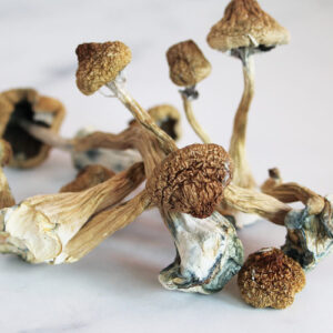  Mazatapec Magic Mushrooms 