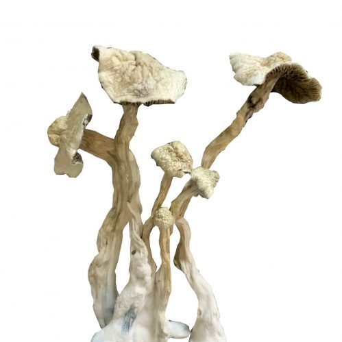 Albino A+ Mushrooms - Image 3