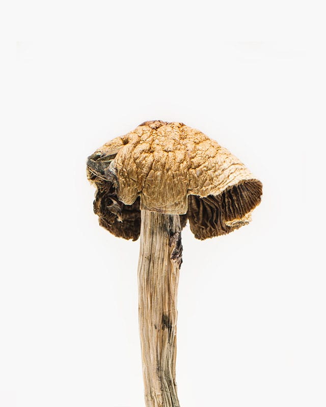 Brazilian Magic Mushrooms - Image 2